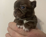 Собаки в Санкт-Петербурге: Щенок чихуахуа Девочка, 50 000 руб. - фото 1