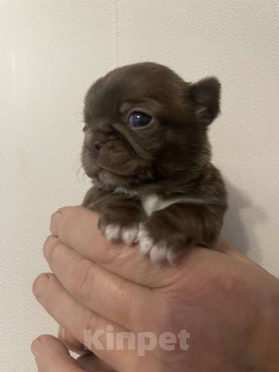 Собаки в Санкт-Петербурге: Щенок чихуахуа Девочка, 50 000 руб. - фото 1