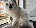 Кошки в Краснодаре: Кошечка в добрые руки Девочка, Бесплатно - фото 2