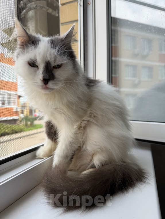 Кошки в Краснодаре: Кошечка в добрые руки Девочка, Бесплатно - фото 2
