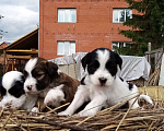 Собаки в Москве: Щенки тибетского терьера  Мальчик, 70 000 руб. - фото 7