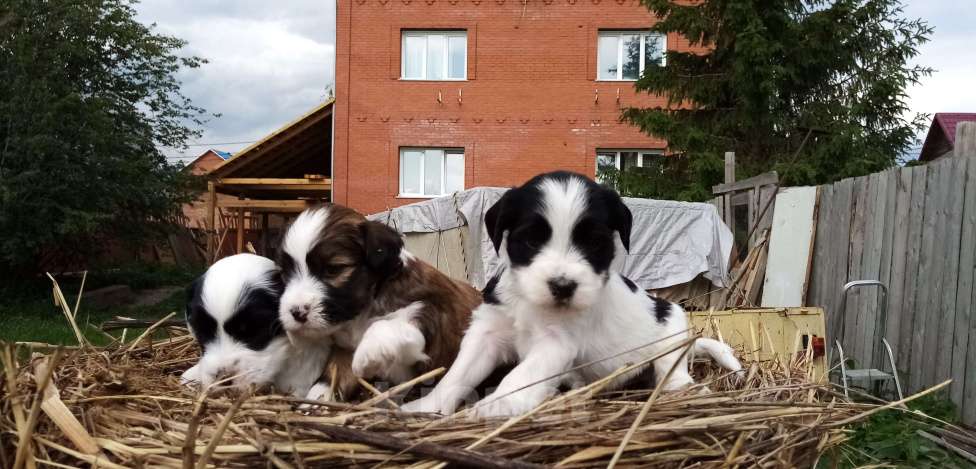 Собаки в Москве: Щенки тибетского терьера  Мальчик, 70 000 руб. - фото 7