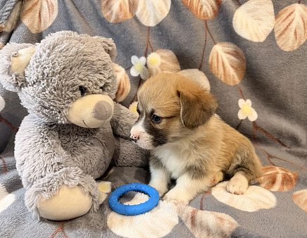 Вельш корги пемброк