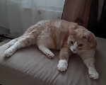 Кошки в Дзержинске: Сбежал кот рыжий Мальчик, 20 000 руб. - фото 4