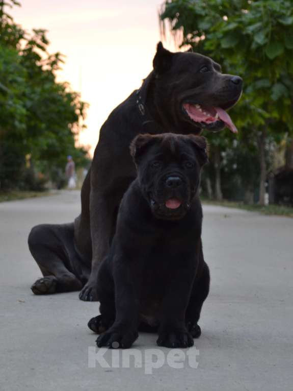 Собаки в Москве: Крупные щенки Кане-Корсо Мальчик, 120 000 руб. - фото 2