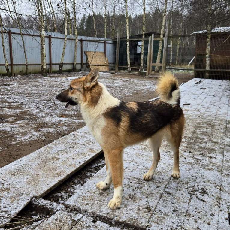 Собаки в Клине: Кешью — трепетная девочка скучает в приюте без своего человека Девочка, Бесплатно - фото 4