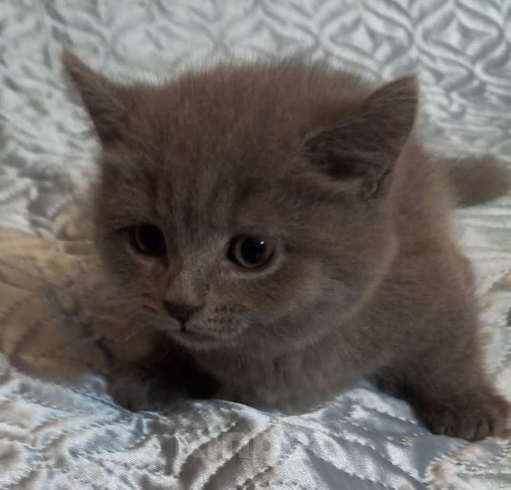 Кошки в других городах Воронежской области: Редкие котята манчкин с короткими лапками Девочка, 55 900 руб. - фото 2