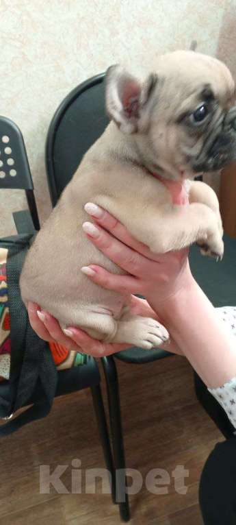 Собаки в Иваново: Продам Бульдожку Мальчик, 50 000 руб. - фото 3