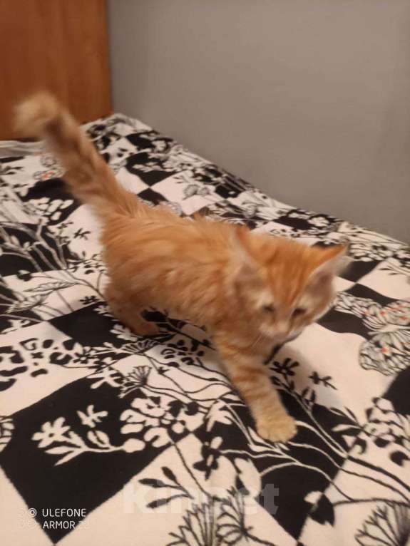 Кошки в Перми: Продам котенка породы Мейн-Кун Мальчик, 10 000 руб. - фото 2