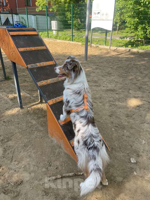 Собаки в Москве: Ищем семью для щенка Аусси Мальчик, 35 000 руб. - фото 7