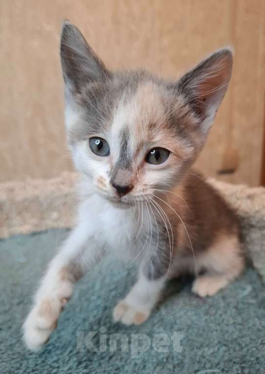 Кошки в Москве: Котёнок с ромбиком на носу в добрые руки  Девочка, Бесплатно - фото 3