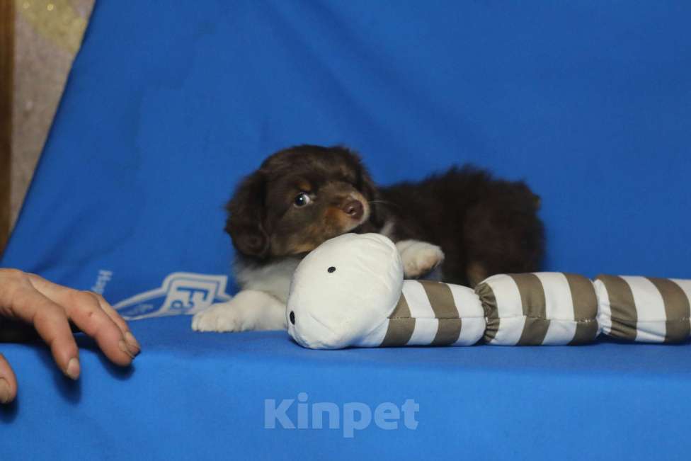 Собаки в Рязани: Маленькая овчарка. Мас. Мальчик, Бесплатно - фото 4