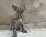 Кошки в Москве: Котенок Девон Рекс голубая крем черепаха Девочка, 80 000 руб. - фото 3
