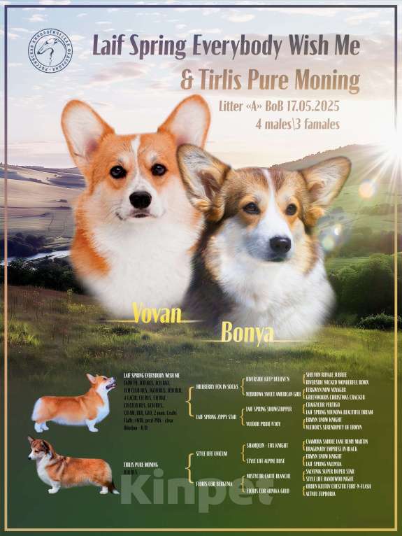 Собаки в Екатеринбурге: Щенки вельш корги пемброк Мальчик, 70 000 руб. - фото 6