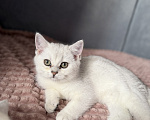 Кошки в Одинцово: Британские короткошерстные котята Разнополые, 25 000 руб. - фото 10