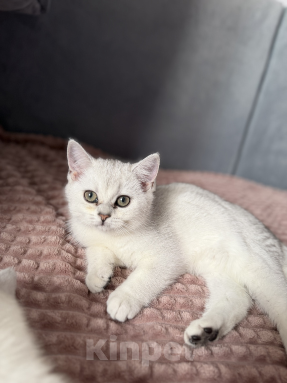 Кошки в Одинцово: Британские короткошерстные котята Разнополые, 25 000 руб. - фото 10