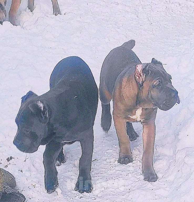 Собаки в других городах Ярославской области: Щенки кане корсо Мальчик, 60 000 руб. - фото 1