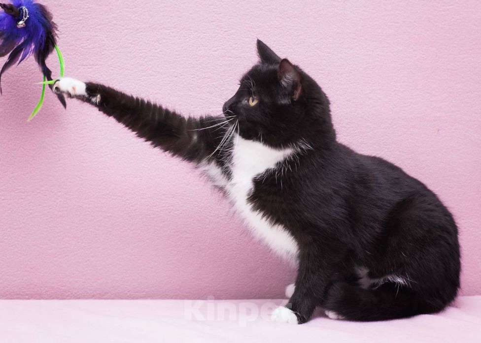 Кошки в Москве: Черная крошка-кошка в поисках своего счастья! Девочка, Бесплатно - фото 3