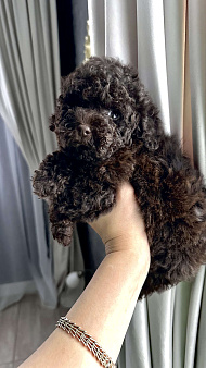 Щенок той пуделя ( Шоколад )