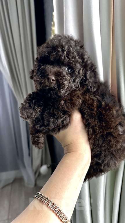 Собаки в Екатеринбурге: Щенок той пуделя ( Шоколад ) Мальчик, Бесплатно - фото 1
