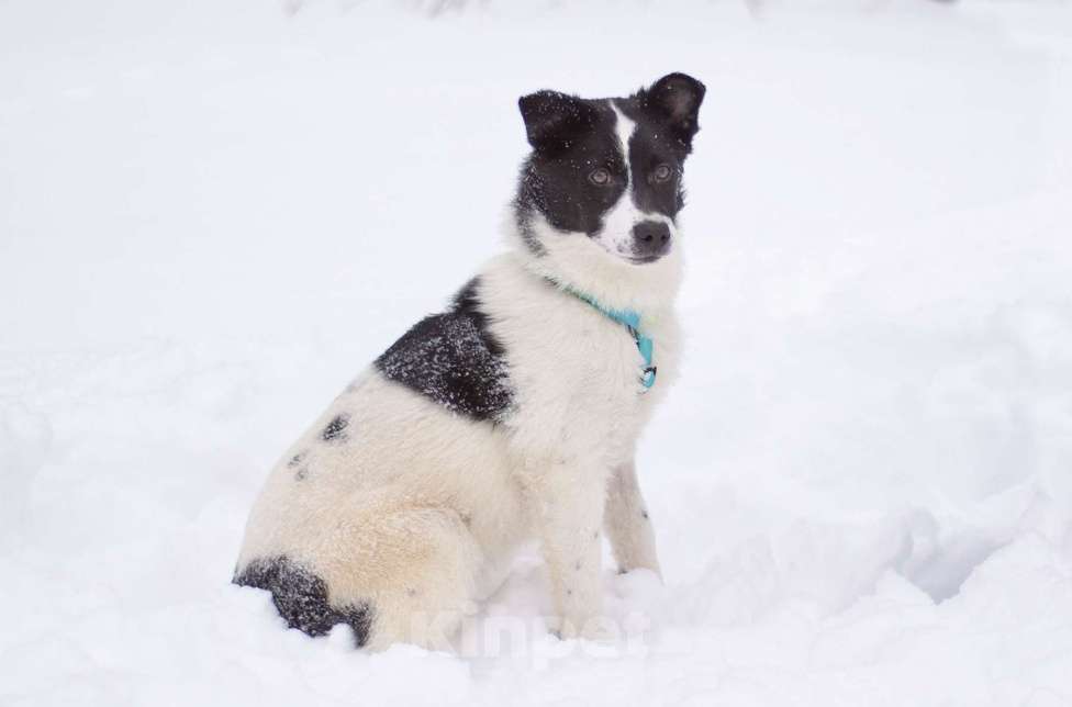 Собаки в Москве: Маленький джентльмен Жак в поисках семьи Мальчик, Бесплатно - фото 2