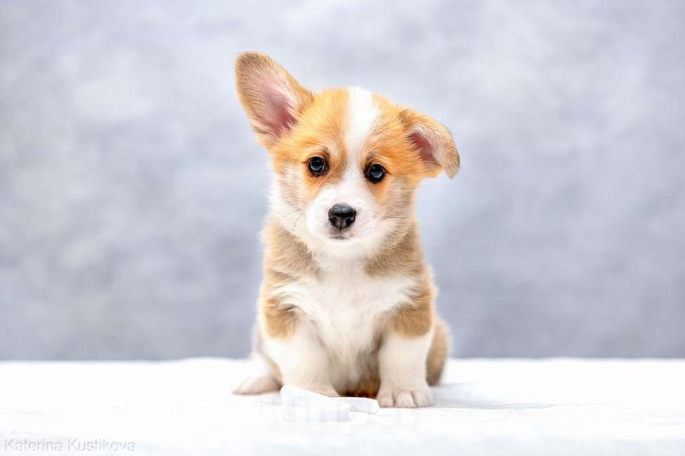 Собаки в Москве: Щенки вельш корги пемброк Мальчик, 55 000 руб. - фото 2