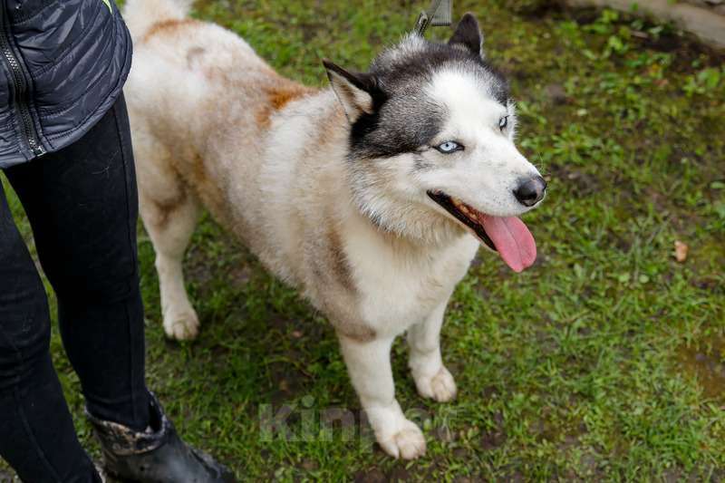 Собаки в Москве: Голубоглазый хаски Вольт в добрые руки Мальчик, 1 руб. - фото 5