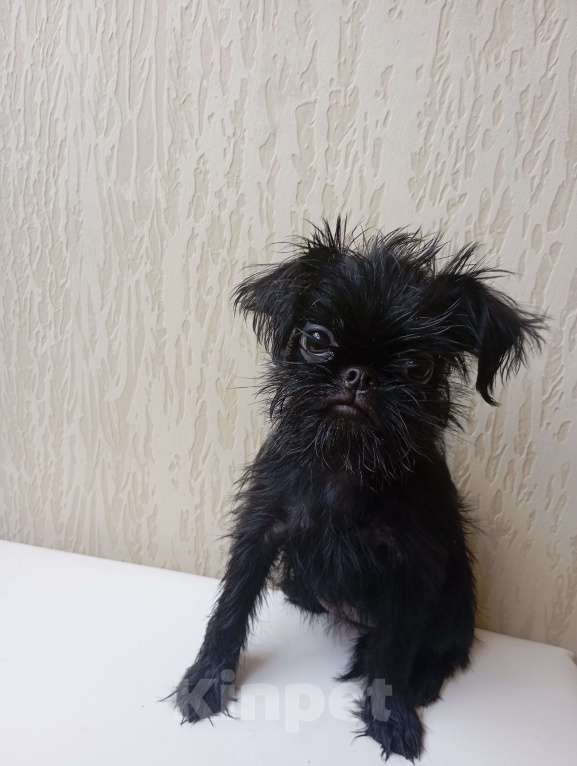Собаки в Волгограде: Девочка гриффон черная Девочка, Бесплатно - фото 4