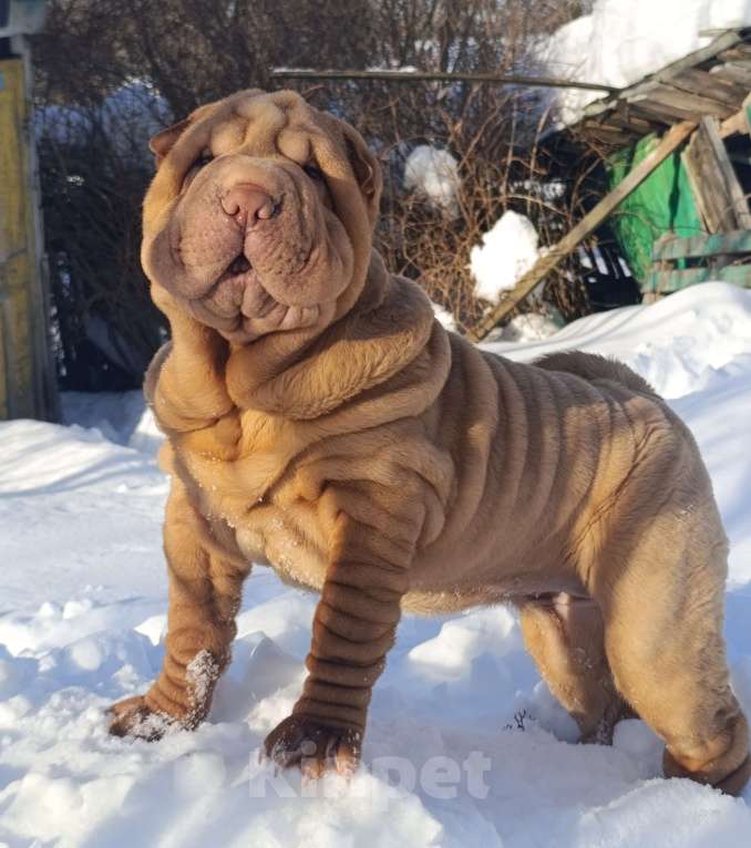 Собаки в других городах Калужской области: Щенок шарпея Девочка, 35 000 руб. - фото 3