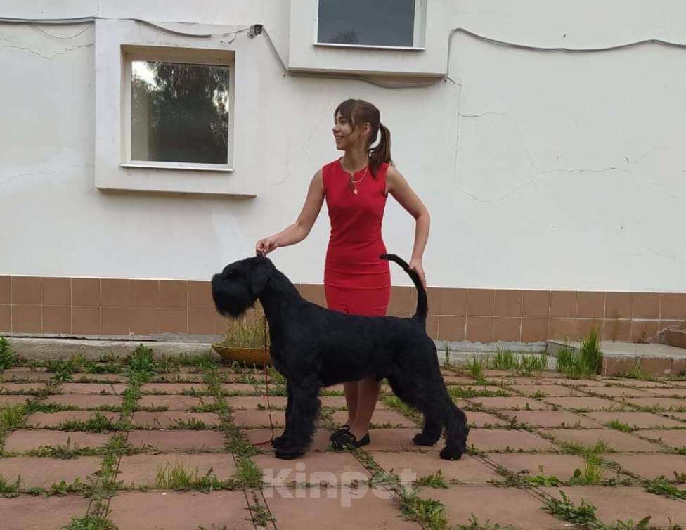 Собаки в других городах Башкортостана: Ризеншнауцер Девочка, Бесплатно - фото 3
