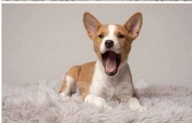 Собаки в Санкт-Петербурге: Щеночки басенджи Девочка, 60 000 руб. - фото 4