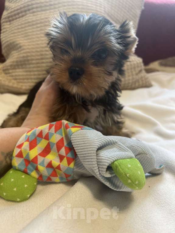 Собаки в Москве: Крошки горошки йоркширского терьера ищут маму! Разнополые, Бесплатно - фото 8