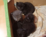 Кошки в Пущино: четыре котенка Мальчик, 1 руб. - фото 1