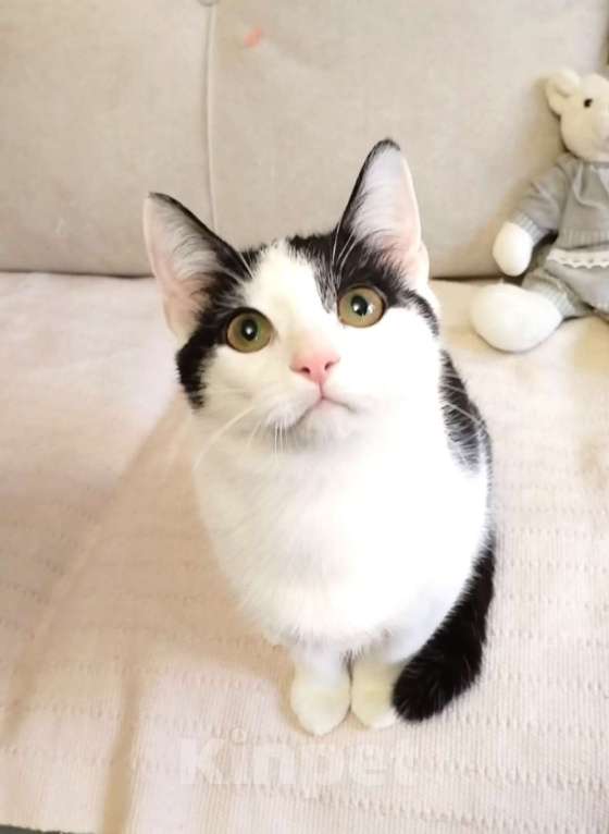 Кошки в Санкт-Петербурге: Ласквая и умная Кирюшка Девочка, Бесплатно - фото 1