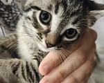 Кошки в Мытищах: Котики в добрые руки Девочка, Бесплатно - фото 4