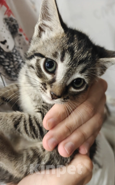 Кошки в Мытищах: Котики в добрые руки Девочка, Бесплатно - фото 4