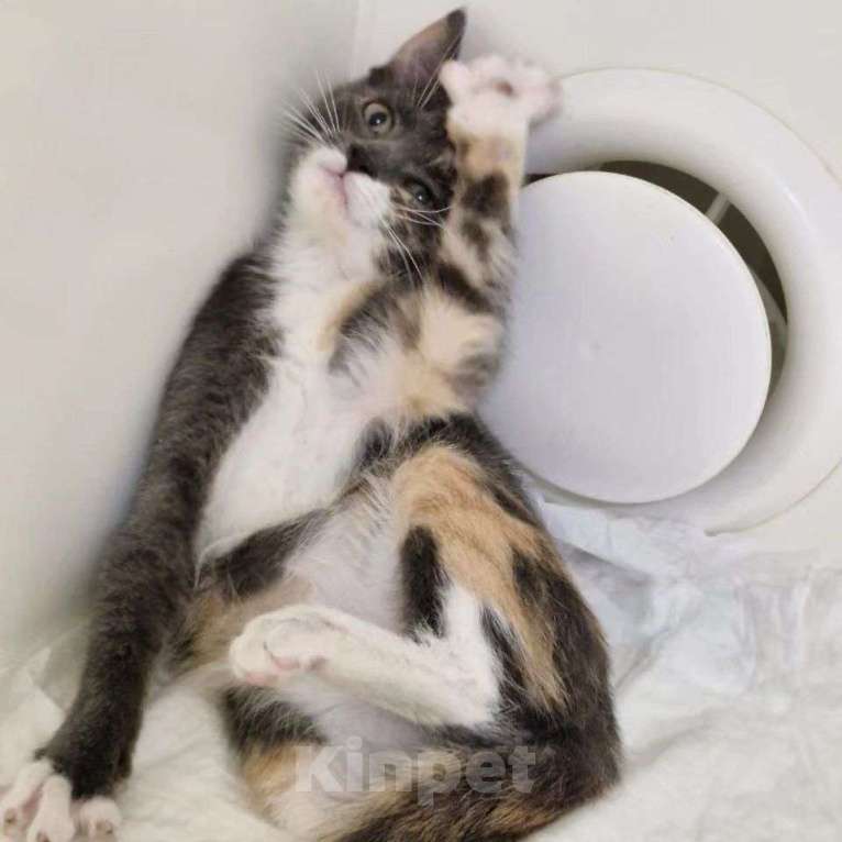 Кошки в Москве: Маленькая Карамелька Девочка, Бесплатно - фото 3