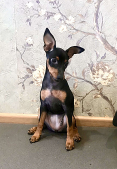 Щенки цвергпинчера