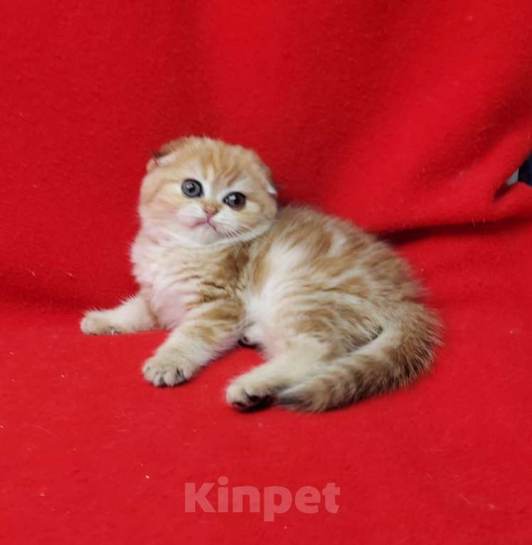 Кошки в Москве: Золотая мраморная малышка Девочка, 45 000 руб. - фото 6