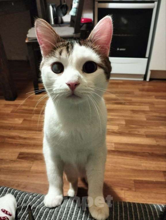 Кошки в Санкт-Петербурге: Пропал кот Семен Мальчик, 1 000 руб. - фото 3