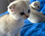 Кошки в Казани: котята шотландские вислоухие Мальчик, Бесплатно - фото 4