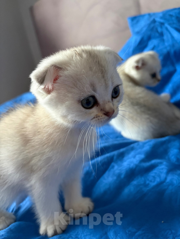Кошки в Казани: котята шотландские вислоухие Мальчик, Бесплатно - фото 4