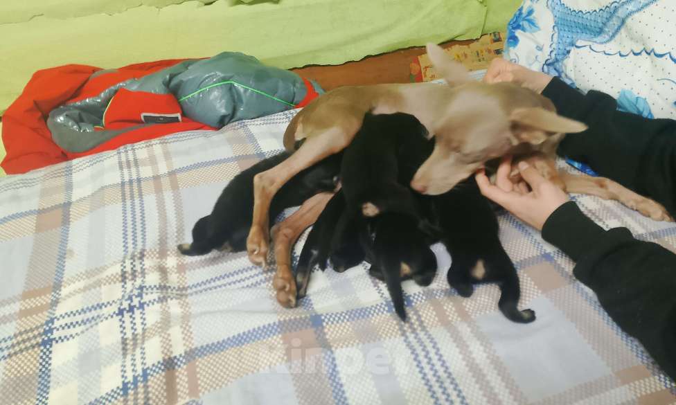 Собаки в Москве: Продаются щенки Мальчик, 14 000 руб. - фото 2