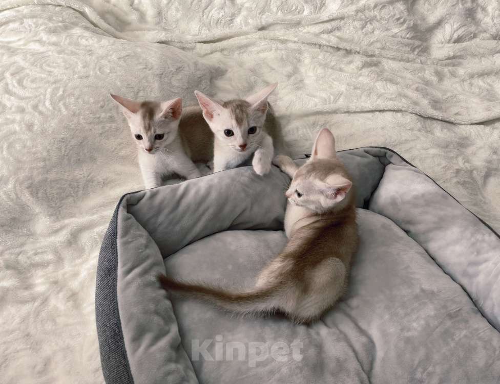 Кошки в Екатеринбурге: АБИССИНСКИЕ серебристые котята в разведение Разнополые, 100 000 руб. - фото 8