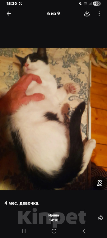 Кошки в других городах Ленинградской области: Отдам Девочка, Бесплатно - фото 5