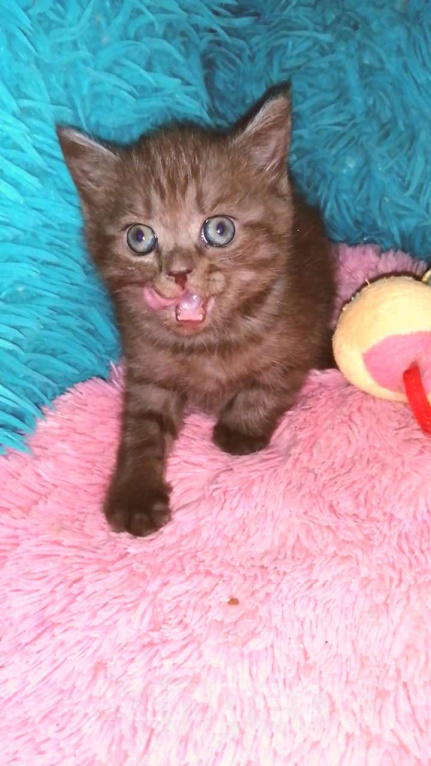 Кошки в Москве: Шотландские котята страйт  Мальчик, 8 000 руб. - фото 6