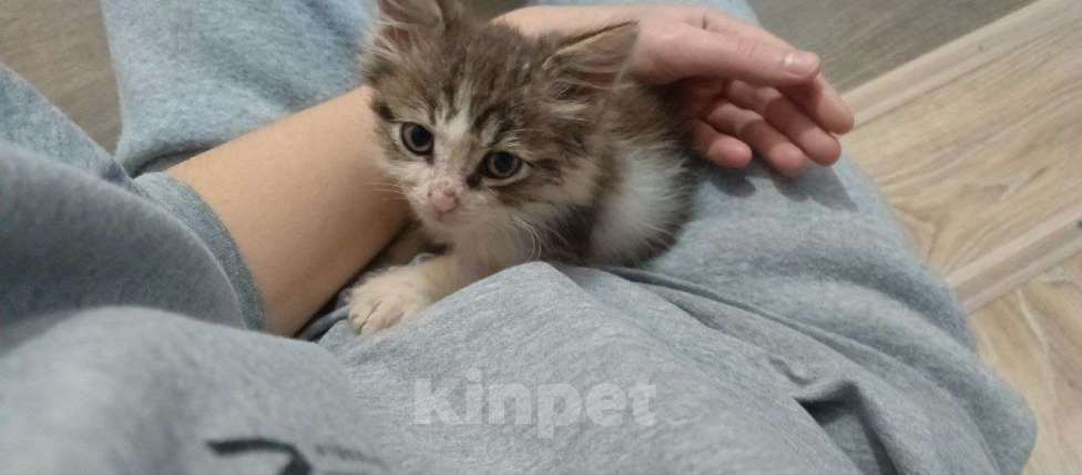 Кошки в Краснодаре: Котенок в добрые руки Девочка, Бесплатно - фото 2
