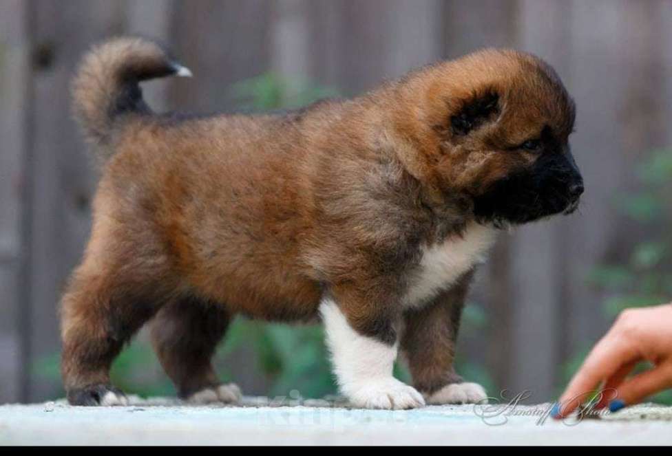 Собаки в Екатеринбурге: Профессиональный питомник предлагает щенков д. р. 24.08.25 г. Девочка, Бесплатно - фото 2