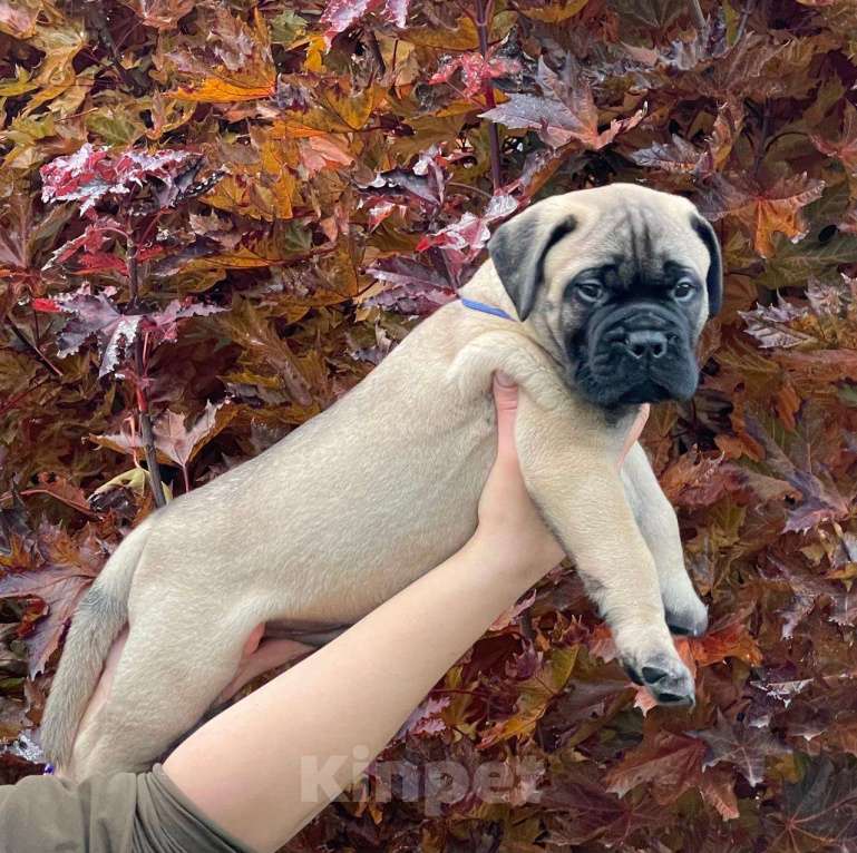 Собаки в других городах Московской области: Питомник Glorious Legacy  Мальчик, Бесплатно - фото 4