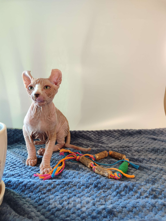 Кошки в других городах Краснодарского края: Эльф, Канадский сфинкс БРОНЬ  Мальчик, 35 000 руб. - фото 5